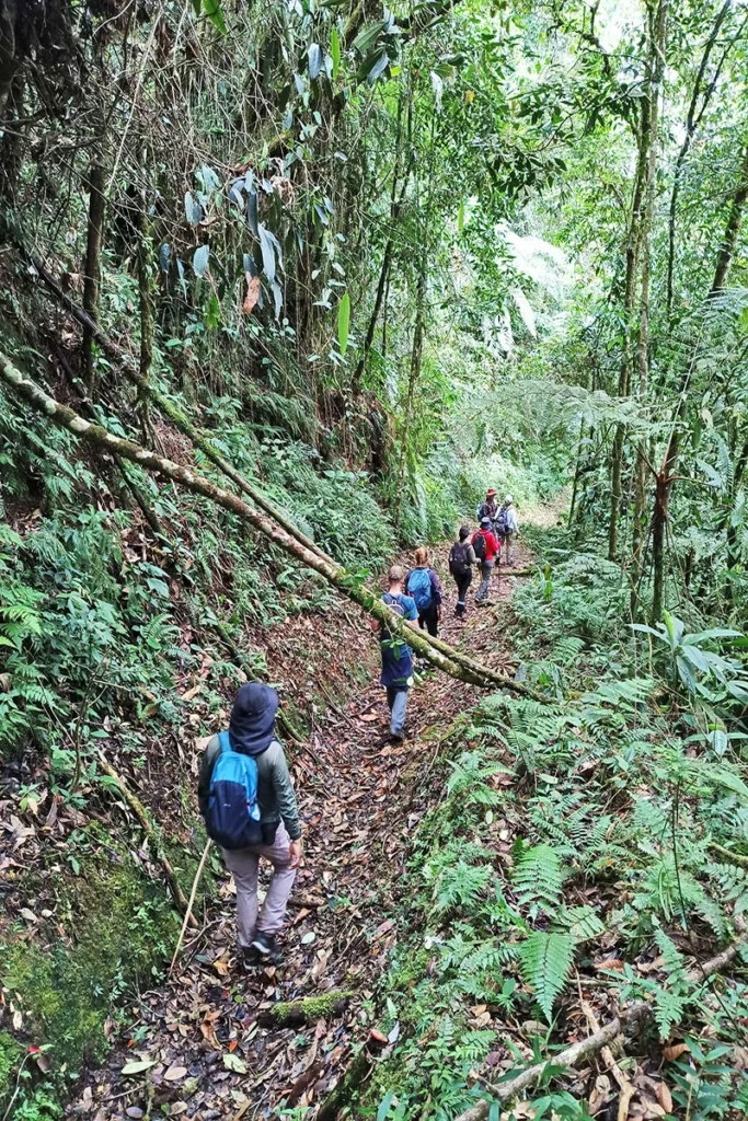 Grupo de excursionistas recorriendo un sendero estrecho rodeado de densa vegetación y helechos en un bosque nativo de Risaralda.