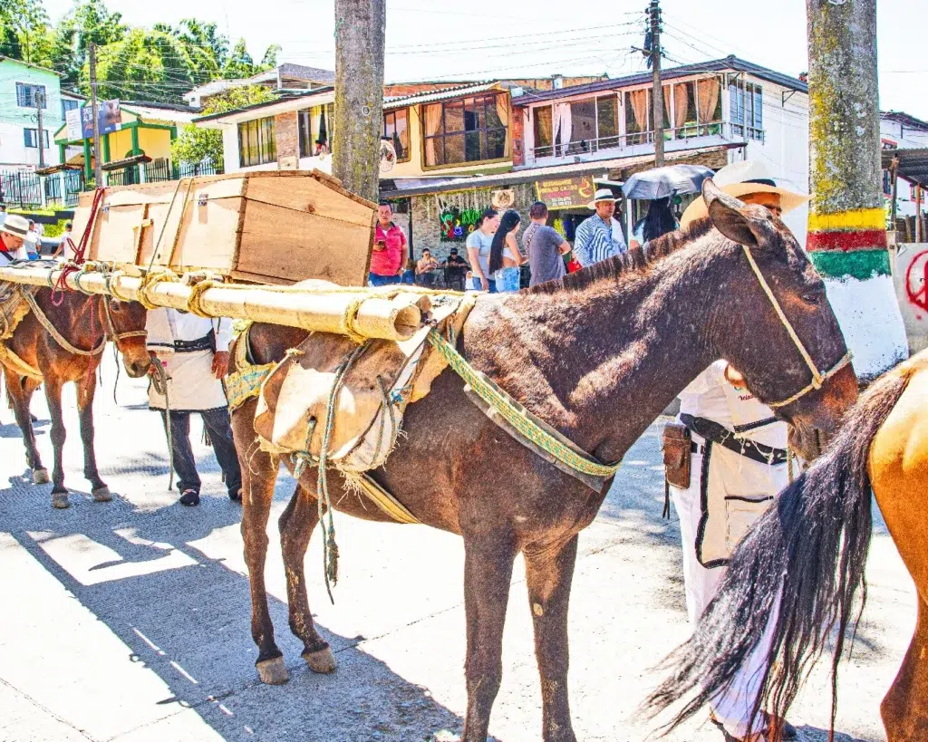 Mulas de carga con baúles de madera y arrieros con vestimenta tradicional desfilando por las calles de Quinchía en las Fiestas Folclóricas.