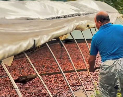 Caficultor removiendo cerezas de café en paseras de secado solar bajo marquesina en Finca Los Arrendados.