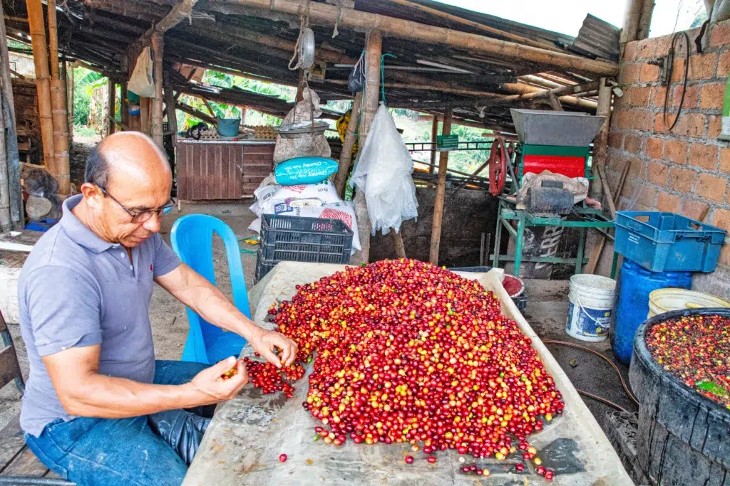 Caficultor seleccionando manualmente granos maduros de café rojo sobre una mesa de trabajo en Finca Los Arrendados.