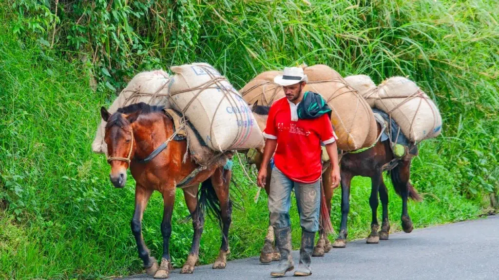 Arriero campesino guiando caballos y mulas cargados con sacos de café por una vía de Risaralda
